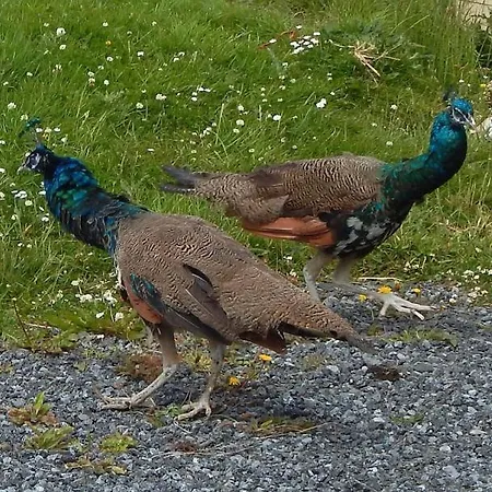 Landhaus Doolinsunset *