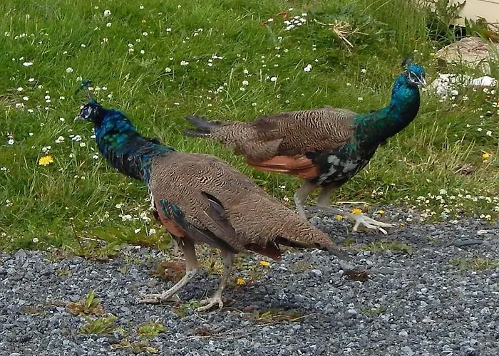 Lantställe Doolinsunset *